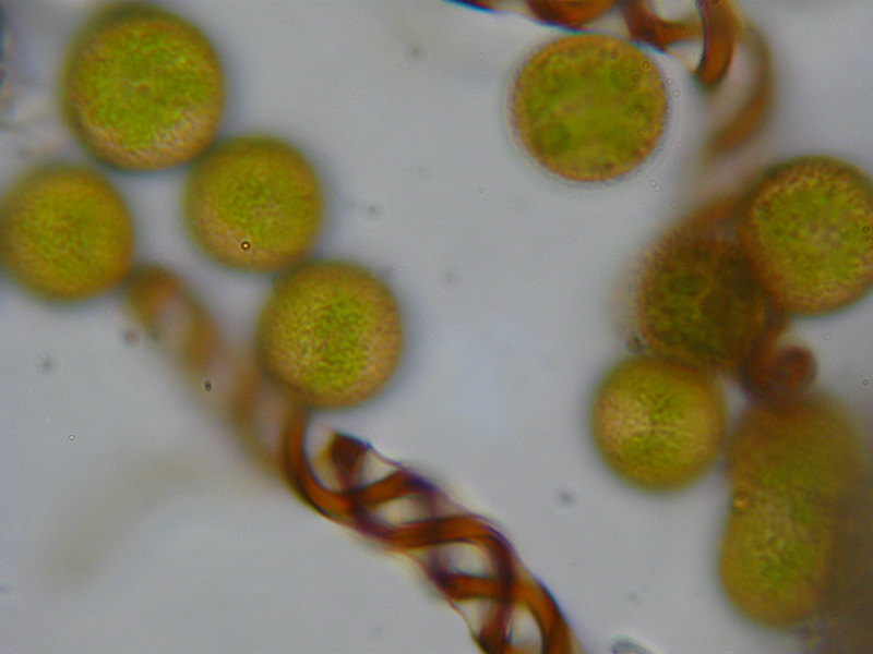 Lophocolea sp.